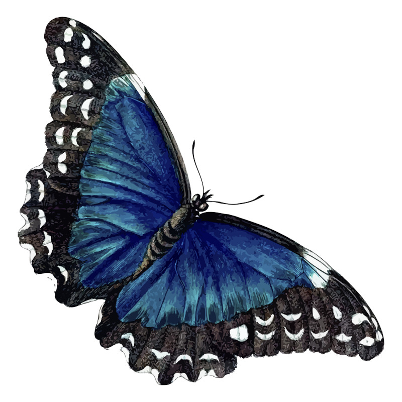 Blue Butterfly (Close-Up Detail)